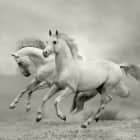 Превью фотоошпалер Два білих коня