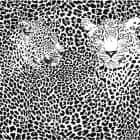 Миниатюра фотообоев Чёрно-белые леопарды